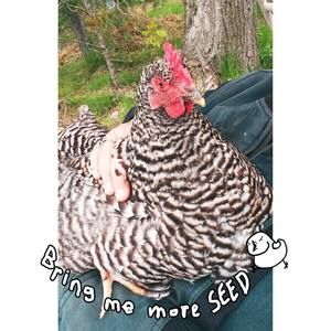 Meet your Posher, Amanda